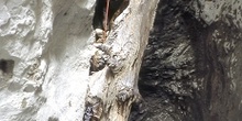 Tronco de un árbol caído en la garganta de un barranco
