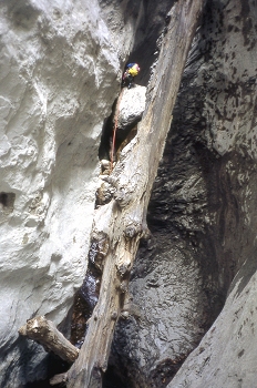 Tronco de un árbol caído en la garganta de un barranco