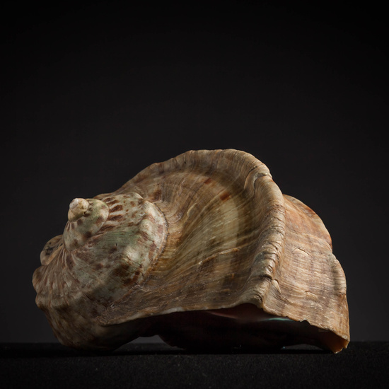 IES_CARDENALCISNEROS_CONCHAS_159