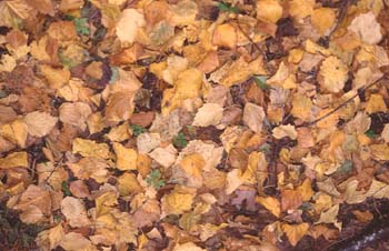 Abedul - Suelo (Betula pubescens)