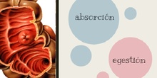 Tema 2-Absorción y egestión