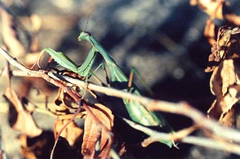 Santa Teresa (Mantis religiosa)