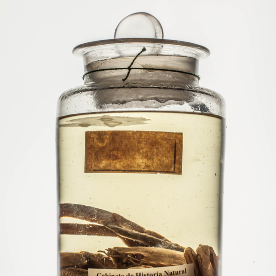 IES_CARDENALCISNEROS_CIENCIASNATURALES_004