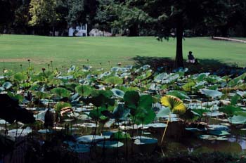 Plantas en un parque