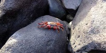 Cangrejo rojo sobre rocas de lava, Ecuador