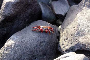 Cangrejo rojo sobre rocas de lava, Ecuador