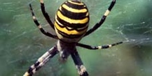 Araña cestera (Argiope bruennichi)