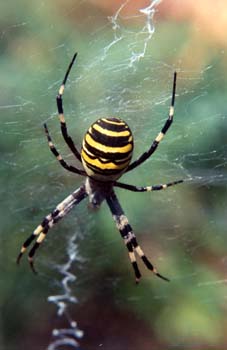 Araña cestera (Argiope bruennichi)