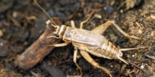 Grillo marrón (gryllomorpha dalmantina)
