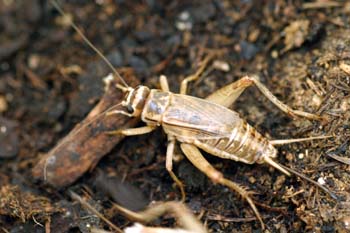 Grillo marrón (gryllomorpha dalmantina)