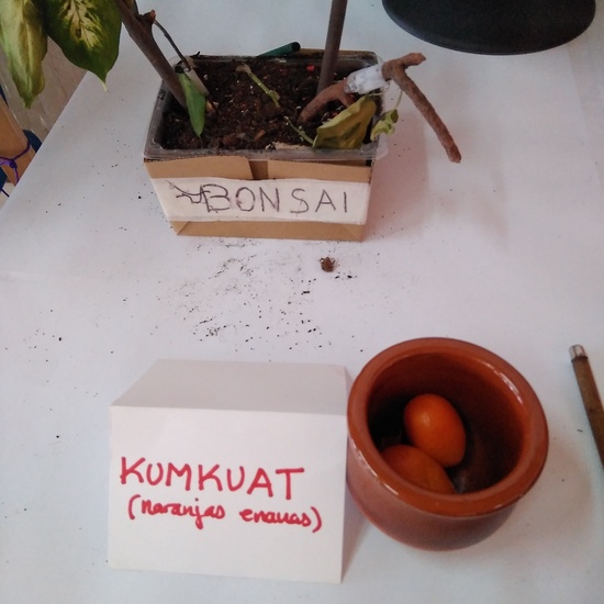 2018_04_18_Infantil 3b sigue de viaje por China_CEIP FDLR_Las Rozas 6