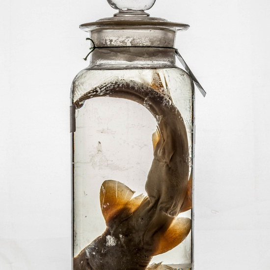 IES_CARDENALCISNEROS_CIENCIASNATURALES_367