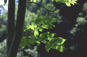 Fresno de hoja florido - Hoja (Fraxinus ornus)