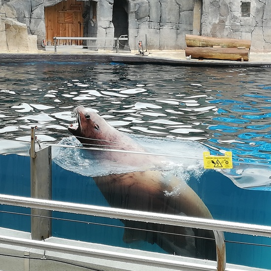 FAUNIA. 5º curso 24