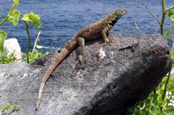 Lagartija de lava, Ecuador