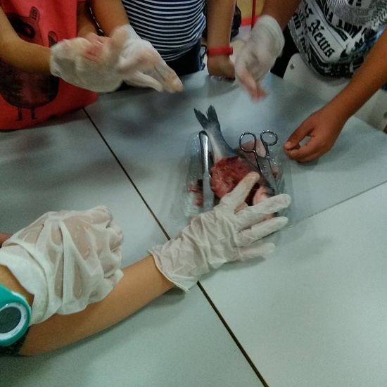 Diseccionando un pescado 4
