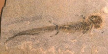 Branchiosaurus petrolei (Anfibio)
