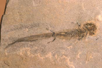 Branchiosaurus petrolei (Anfibio)