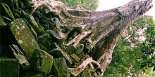 árbol sobre rocas, Angkor, Camboya