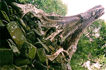 árbol sobre rocas, Angkor, Camboya