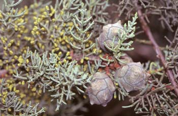 Ciprés de Arizona - Piñas (Cupressus arizonica)