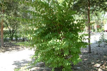 Poda de mantenimiento