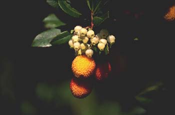 Madroño - Flor (Arbutus unedo)