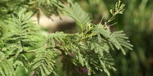 Mimosa - Flor (Acacia dealbata)