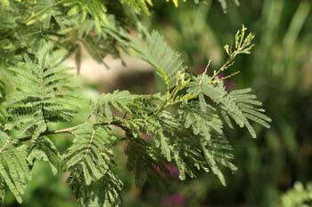 Mimosa - Flor (Acacia dealbata)