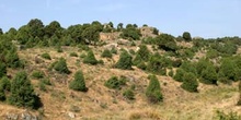 Enebro común - Bosque (Juniperus communis)