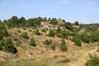 Enebro común - Bosque (Juniperus communis)