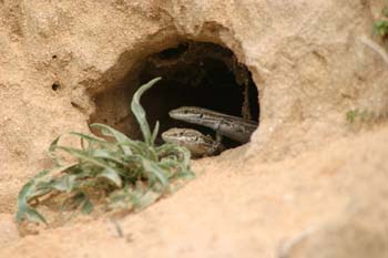 Lagartija ibérica ? Pareja (Podarcis hispanica)