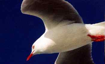 Gaviota en Bahía de las islas, Nueva Zelanda