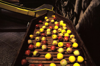 Mesa para escoger manzanas, Museo de la Sidra de Asturias (Nava)