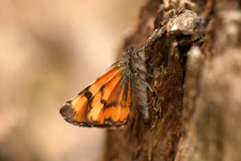 Polilla del abedul (Archiearis parthenarias)