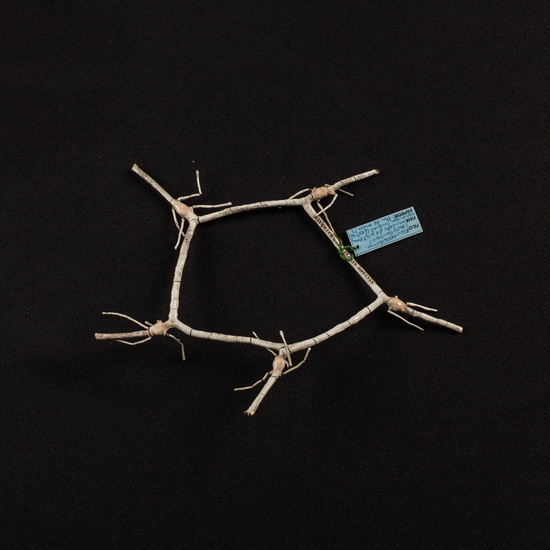 IES_CARDENALCISNEROS_ZOOLOGIA_II_MODELOS_020