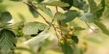 Mostajo - Hojas (Sorbus aria)