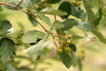Mostajo - Hojas (Sorbus aria)