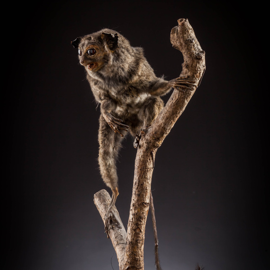 IES_SANISIDRO_MUSEO_Zoolgía_017