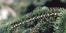 Abeto pinsapo - Hojas (Abies pinsapo)