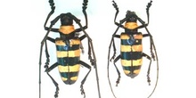 Nemophas zonatus (Indonesia)