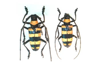 Nemophas zonatus (Indonesia)