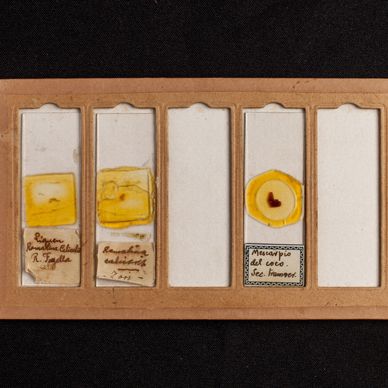 IES_ISABELLACATOLICA_BIOLOGIA_204