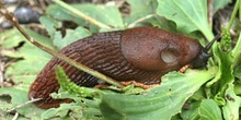 Babosa común - Forma naranja (Arion ater)