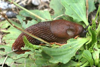 Babosa común - Forma naranja (Arion ater)