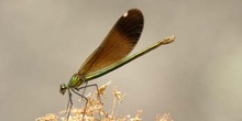 Caballito del diablo azul (Calopteryx virgo)