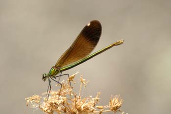 Caballito del diablo azul (Calopteryx virgo)