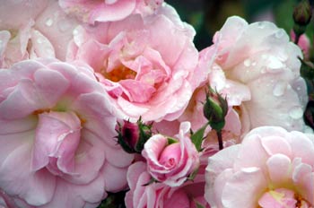 Rosas de un vivero, Ecuador