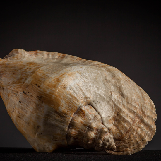 IES_CARDENALCISNEROS_CONCHAS_140