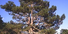 Pino silvestre - Porte (Pinus sylvestris)